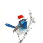 Christmas Blue Wren illustration by Hayley Wilson