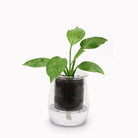 Mini self watering planter