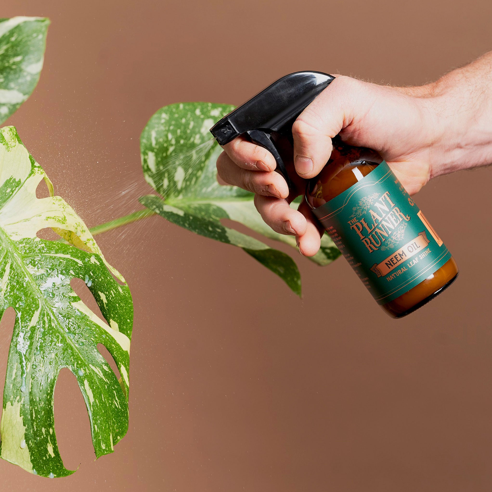 A person spraying Plant Runner Neem Oil on the leaves on an indoor plant. 