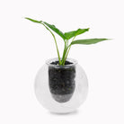 Wall mounted self watering pot