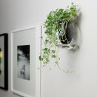 Wall mounted self watering pot