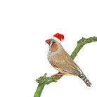 Christmas Zebra Finch illustration by Hayley Wilson